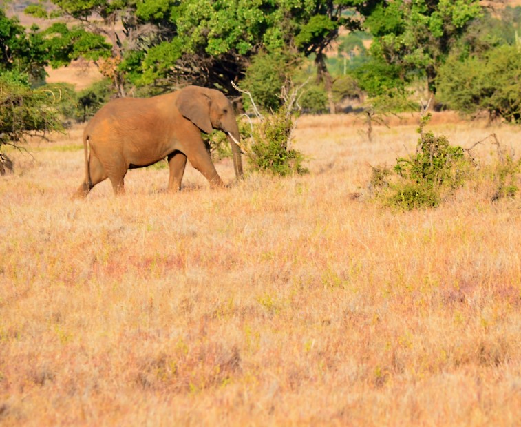 elephant walking on grass